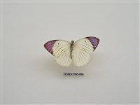 藏品(南非蝴蝶(一))的圖片